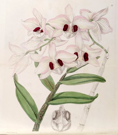Dendrobium pulchellum - Miss Drake